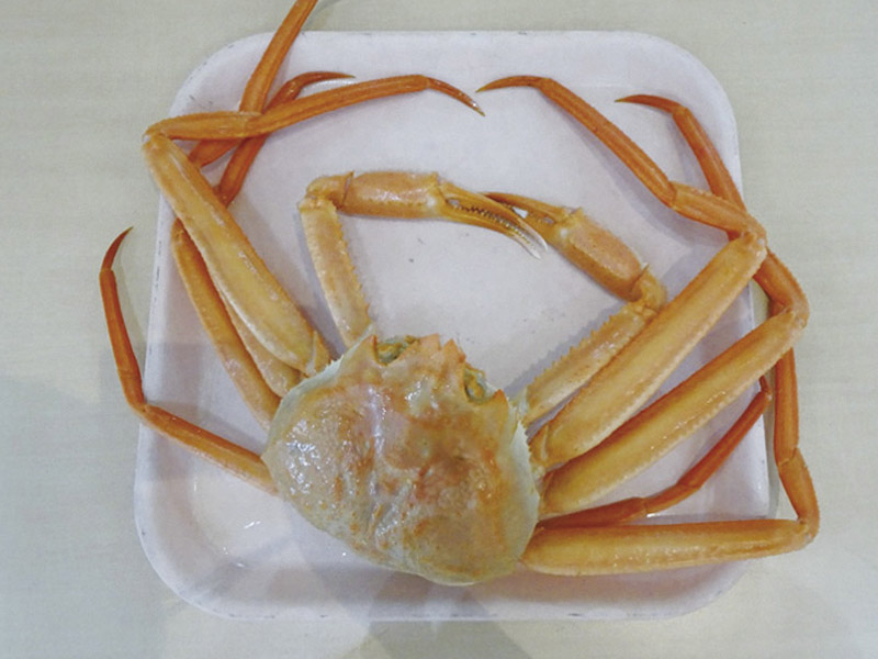 富山県射水市 ベニズワイガニ